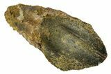 Unworn Rooted Triceratops Tooth - Wyoming #314560-1